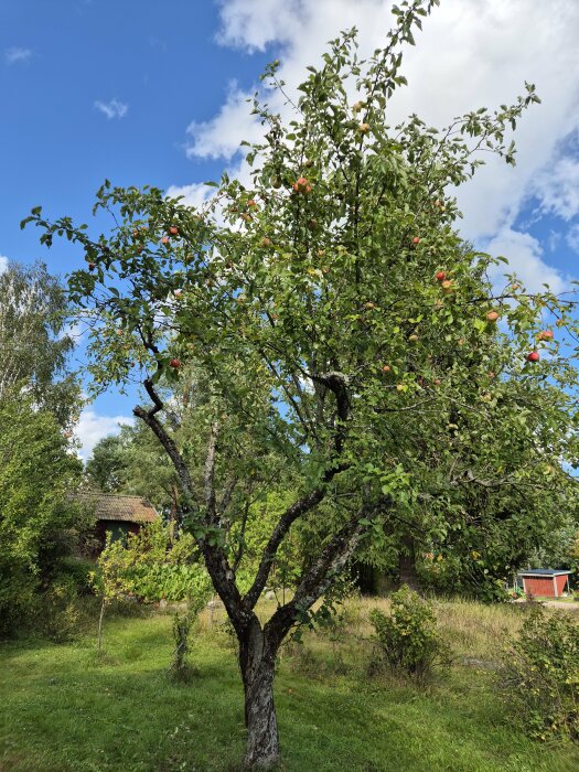 Ett fruktträd i en trädgård med synliga lavar på grenarna och några spridda frukter, omgiven av grönska under en molnig himmel.