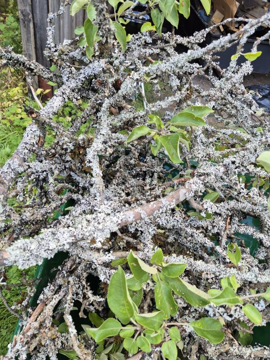 Beskurna och lavarbeklädda grenar staplade tillsammans, med några gröna blad kvar på dem. Grenarna är troligen förbereder för borttransport eller bränning.