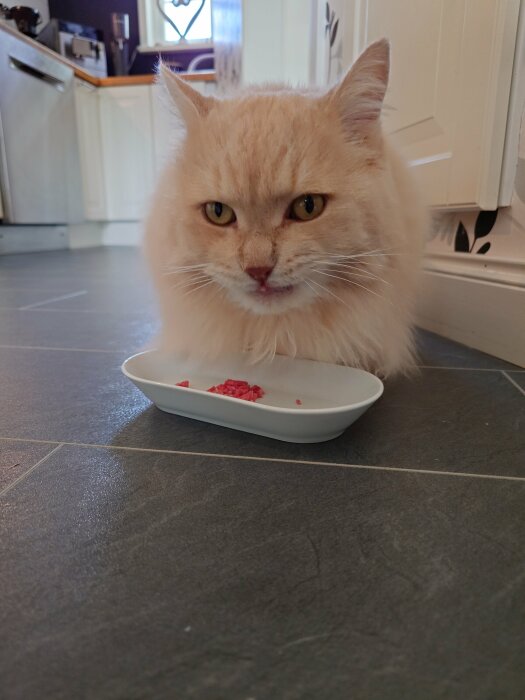 En fluffig, ljus katt sitter på golvet och stirrar framför sig med en skål med köttfärs framför sig i ett kök.