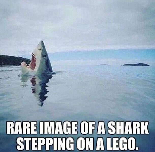 En bild av en haj som sticker upp ur vattnet som om den trampat på en legobit, med texten "Rare image of a shark stepping on a Lego.