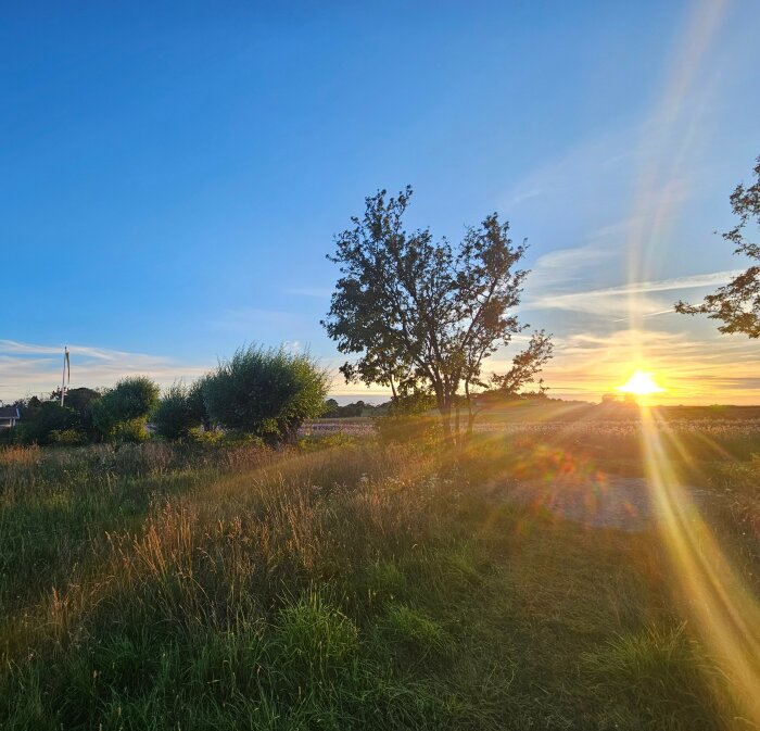 Solig augustidag med gröna träd och buskar i förgrunden. Solen håller på att gå ner och sprider sitt ljus över en öppen, gräsbevuxen område.