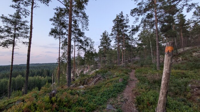 En skogsstig med barrträd runt omkring och en stolpe markerad med orange färg i förgrunden.