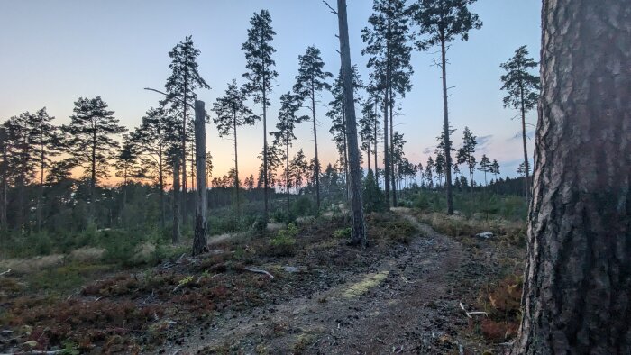 Skogsstig med tallar i skymningen, solen går ner i horisonten och himlen är färgad i blått och orange.