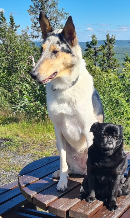 Två hundar, en stor och en liten, sitter på ett träbord i en grönskande skogsmiljö under en klarblå himmel i Norrland.