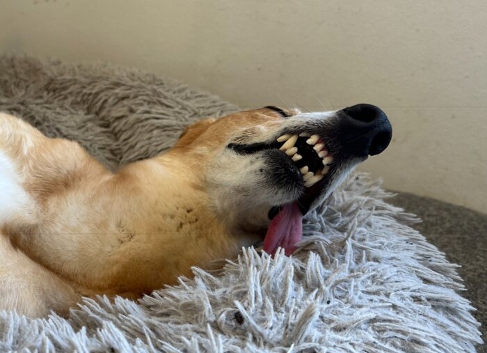 En greyhound ligger på en lurvig grå filt med tungan hängande ur munnen och tänderna synliga.