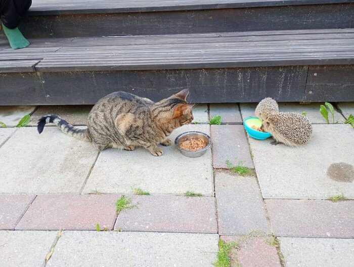 En tabbykatt och en igelkott äter mat från skålar på en stenlagd gård, framför ett trätrappsteg.