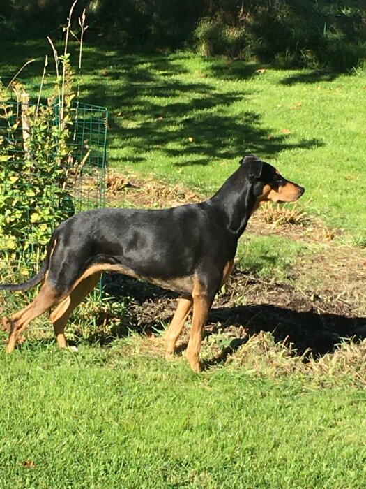 Svart och brun hund står på en gräsmatta i solsken med skuggor av träd i bakgrunden.