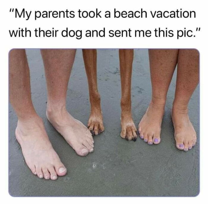 Två mänskliga fötter och två hundtassar står på sandig strand.