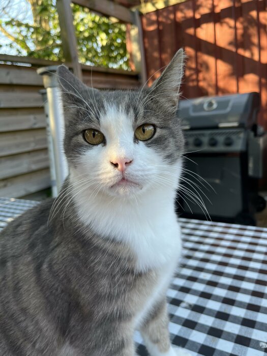 Grå och vit katt tittar in i kameran sittandes på ett rutigt bord, med en trädgårdsbakgrund. Grill syns i bakgrunden.