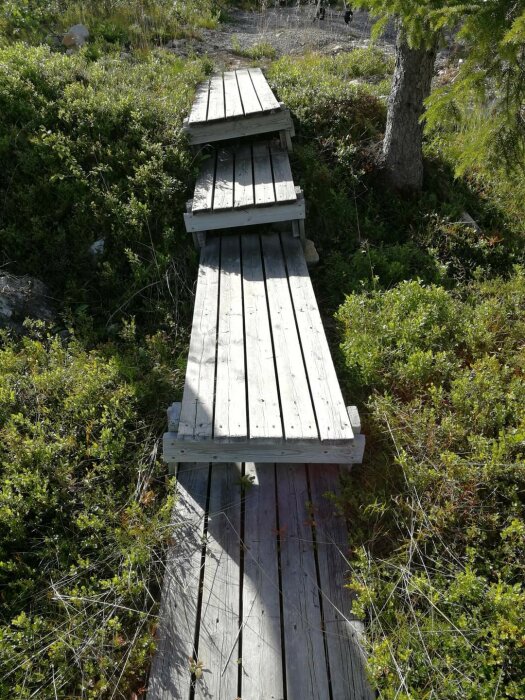 Sliten träspång som leder upp till en stuga i fjällmiljö, delvis övervuxen med vegetation, fotograferad från början av stigen.