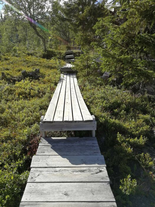 Träspång som leder genom grönskande skog, delvis förfallen och i behov av renovering. Solsken och omgivande träd syns i bakgrunden.