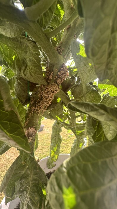 Närbild på stammen på en tomatplanta med kluster av små, runda utväxter, omgiven av gröna blad.