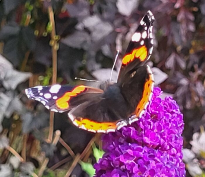 En färgglad fjäril med orange och svarta vingar landar på en lila blomma i en trädgård.