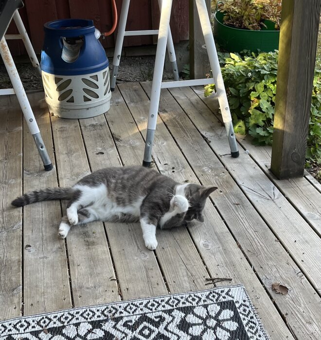 Katt som ligger på sidan och putsar sig på en träveranda, där en gasolflaska och några hopfällda stolar står i bakgrunden.