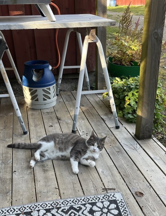 Gråvit katt ligger på en trädäckad veranda under ett bord med en gasflaska, omgiven av växter och trämaterial.