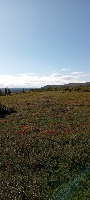 Vidsträckt grön äng med inslag av röda blommor under en klarblå himmel och skogbeklädda berg i bakgrunden.