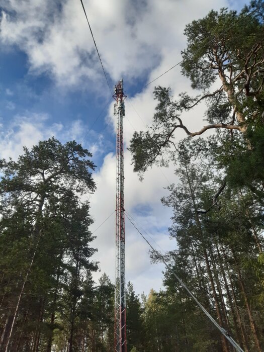 Mobilmast som reser sig bland träd i en skog, uppburen av flera ståltrådar på sidorna och omgiven av molntäckt himmel.