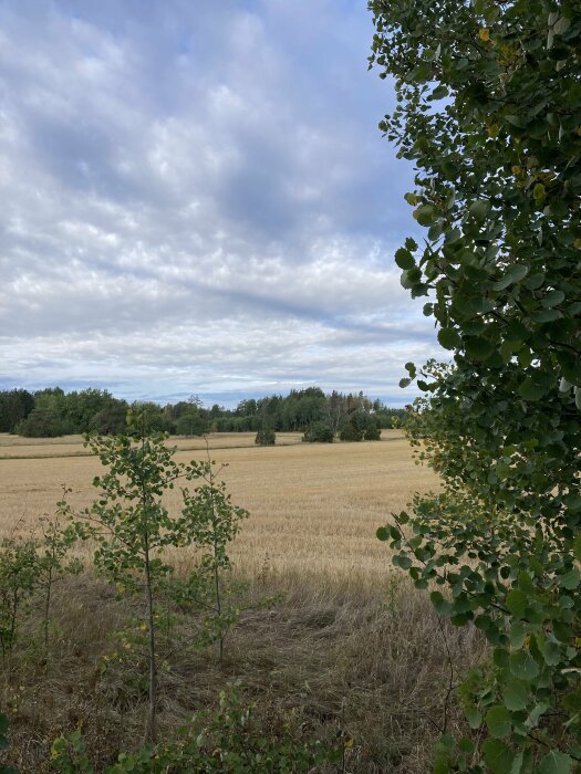 Vy över en åker med gröna träd i kanten under en molnig himmel.