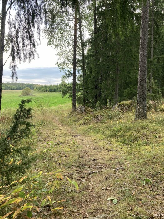 En smal stig leder från en skog till en öppen fält. Träden som omger stigen är höga och gröna.