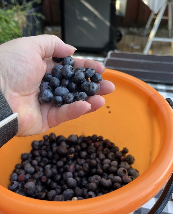 Hand som håller blåbär ovanför en orange hink med fler blåbär, som används för att baka en smulpaj enligt recept i inlägget.