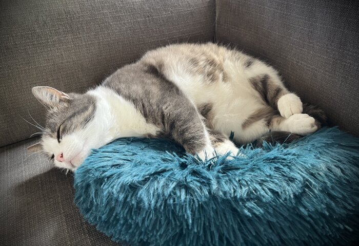 Grå och vit katt sover på en blå fluffig kudde, liggande på en grå soffa.