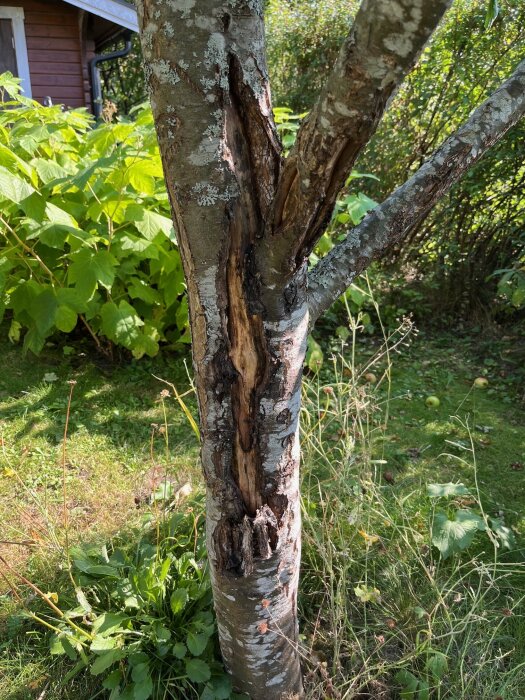 Äppelträd med ett stort sår i barken på stammen, omgivet av grönska och högt gräs, med en röd byggnad i bakgrunden i solsken.