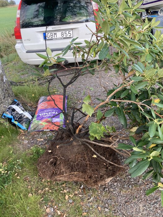 Rhododendronplanta med rotklump på marken, halva plantan har svarta döda grenar. I bakgrunden syns en vit bil och en säck med jord.