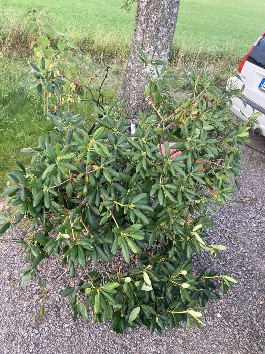 En buske med gröna blad står bredvid ett träd och en vit bil på en grusväg, med ängsmark i bakgrunden.