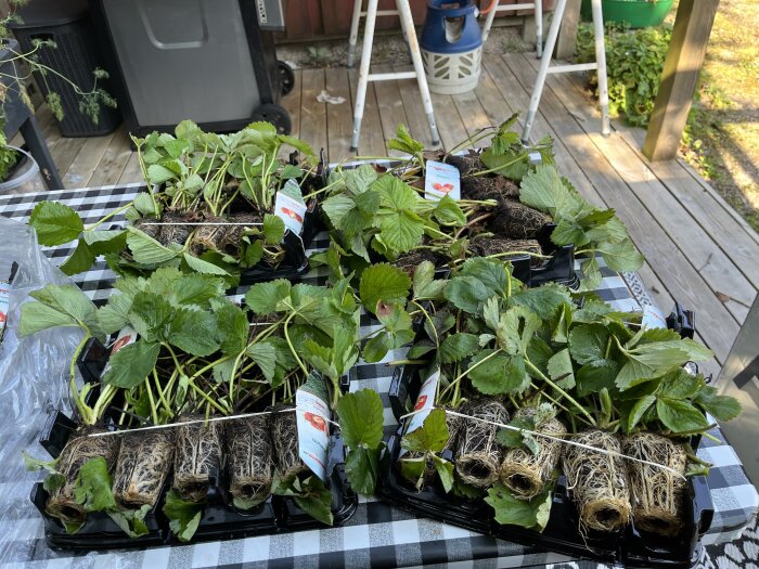 Jordgubbsplantor med synliga rötter och gröna blad liggandes i sina förpackningar på ett bord med svartvit rutig duk.