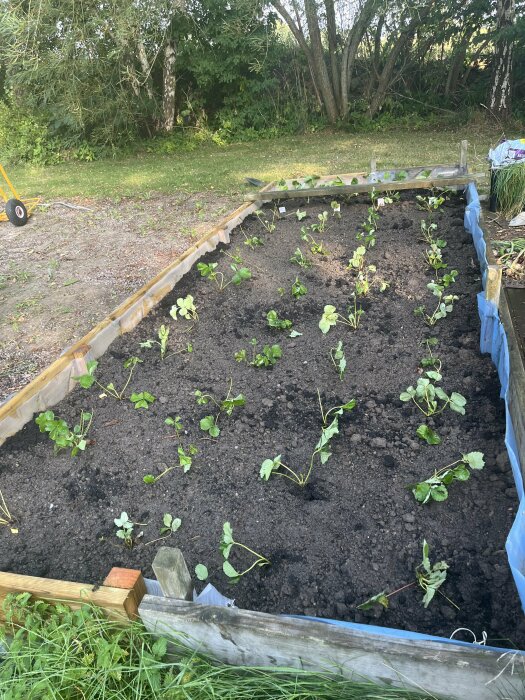 Ett nyplanterat jordgubbsland med jordgubbsplantor i raka rader, omgärdat av en träkrage och inplastad med blå plast på ena sidan.