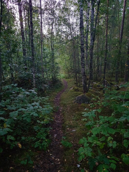 En smal stig genom en grönskande skog, omgiven av tätt växande träd och buskar med mossa på marken.