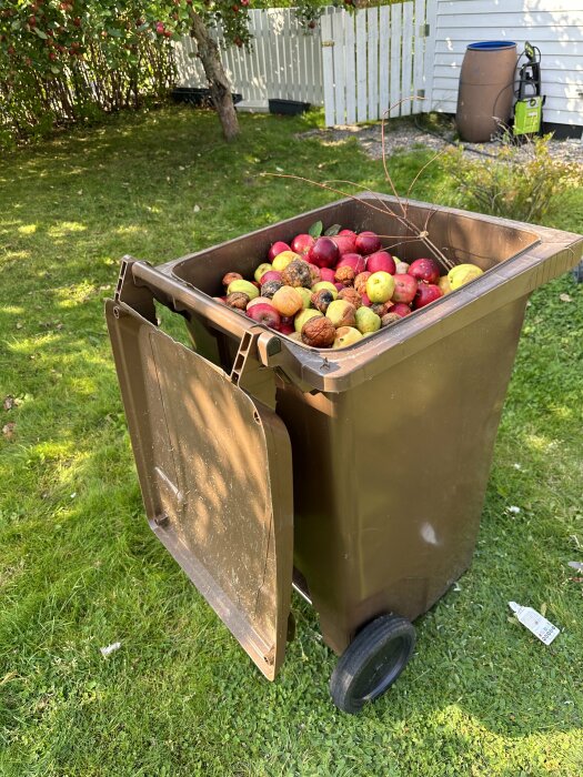 En brun komposttunna i trädgården fylld med fallfrukt från äppelträd, inklusive ruttnande äpplen och grenar.