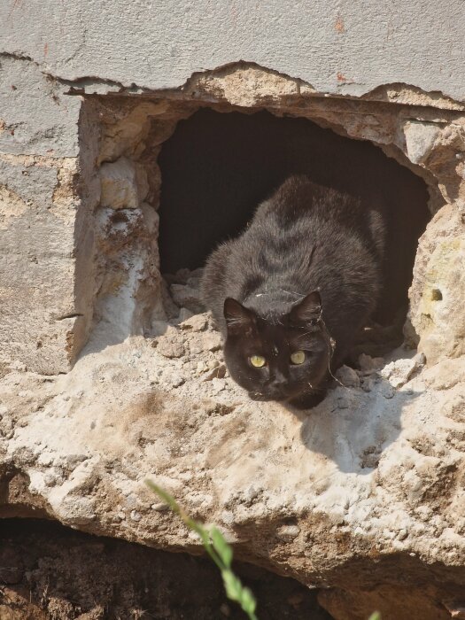 En svart katt kryper ut genom ett hål i en grundmur som har brutits upp under renoveringsarbete.