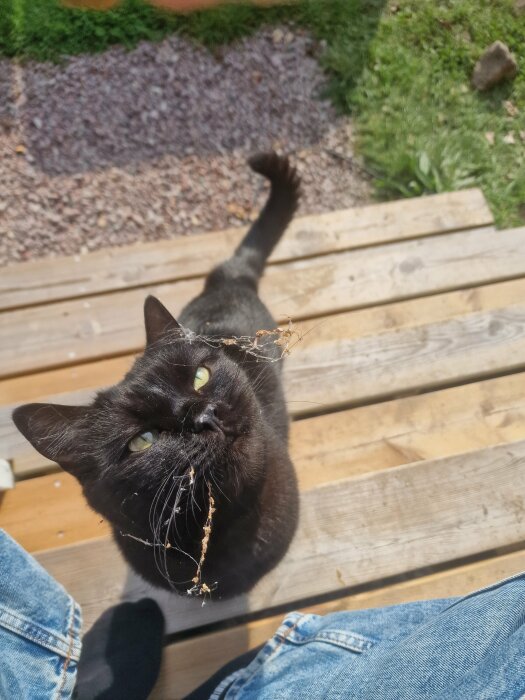 Svart katt med spindelnät på morrhåren sitter på en trätrappa och tittar uppåt, bredvid en person som verkar sitta ner.