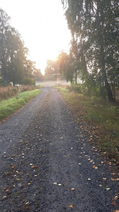 Grusväg genom landskap kantat av träd och gräs, med dimma och soluppgång i bakgrunden.