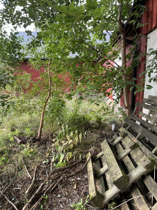 Överväxt baksida av en husgrund med träd, buskar, grenar på marken och en träpall. En röd byggnad syns i bakgrunden.