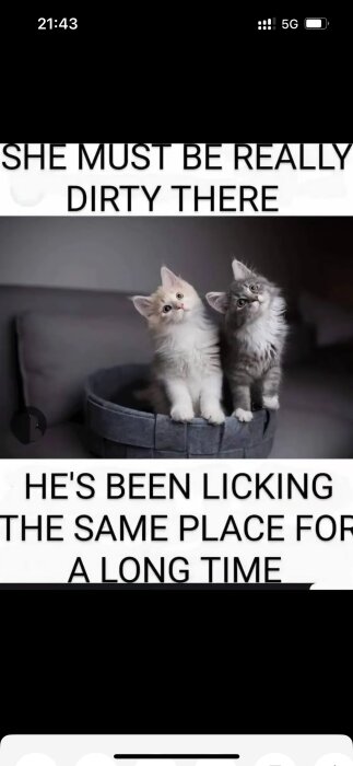 Två kattungar som sitter i en blå filt i en korg med en text ovanför och nedanför dem som säger: "She must be really dirty there" och "He's been licking the same place for a long time".