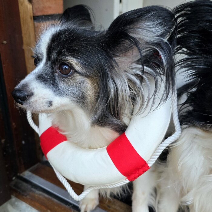 En liten hund med svart, vitt och grått ansikte bär en vit livboj med röda markeringar runt halsen.