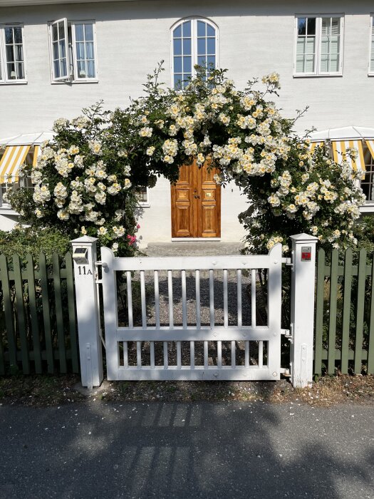 Vit putsad fasad på hus med gula markiser och träfärgad dubbeldörr omgiven av klätterrosor som bildar en blomsterbåge vid grinden. Huset har vita fönsterluckor.