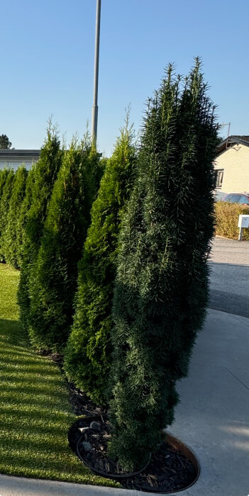 Rad av idegranar planterade längs en asfalterad gång vid sidan av en gata med en gräsmatta i förgrunden och blå himmel i bakgrunden.