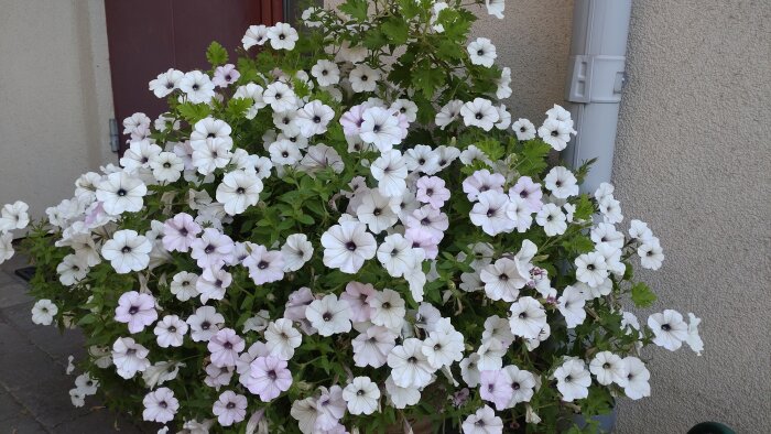 En blomkruka fylld med vita och ljuslila petunior av typen "tidal wave silver", där en övervuxen doftpelargon och en liten Lobelia också syns.