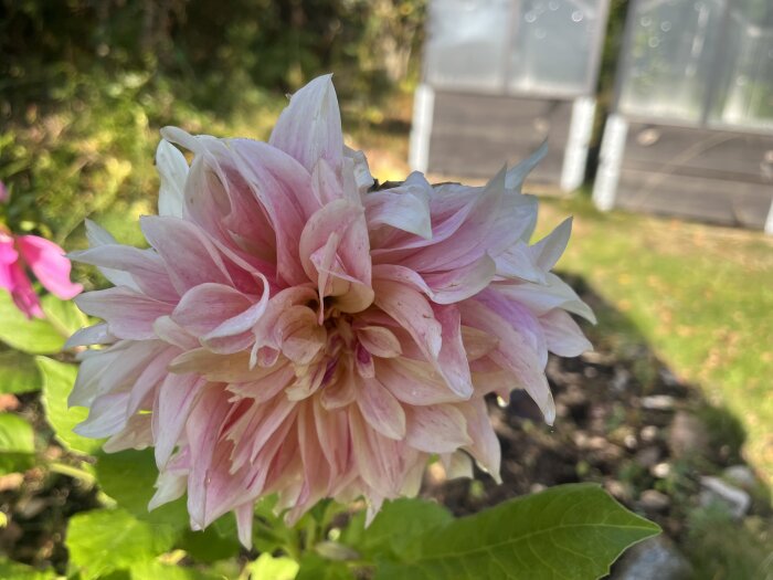 Stor rosa dahlia i närbild i en trädgård, med fler blommor och ett växthus i bakgrunden.