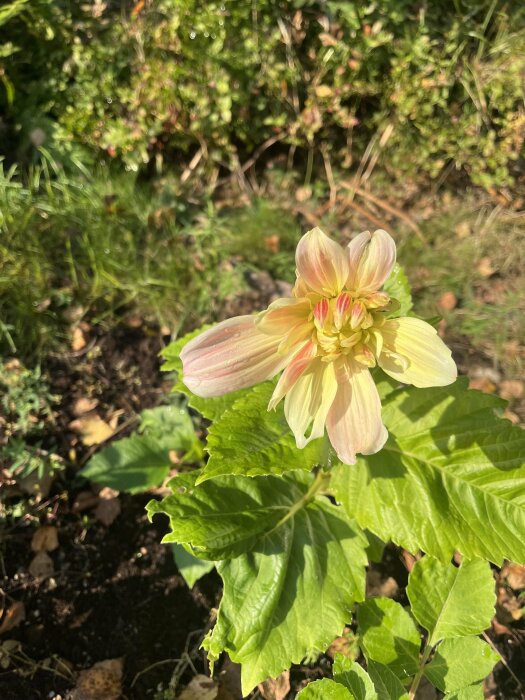 Ljusgul dahlia med gröna blad i en trädgård under soligt väder.