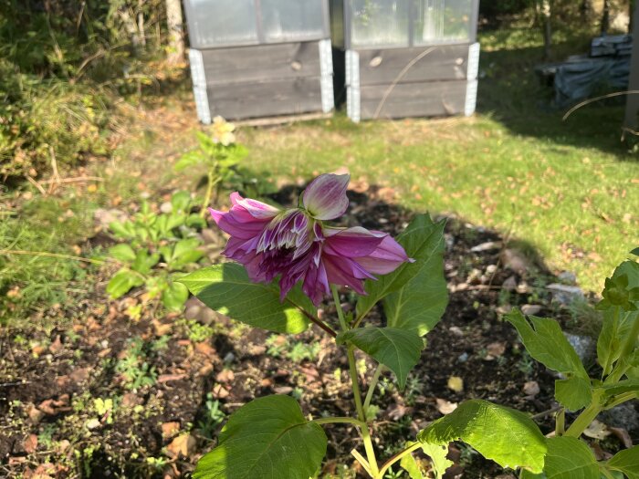 En rosa dahlia i trädgården, omgiven av grönska och två växthus i bakgrunden.