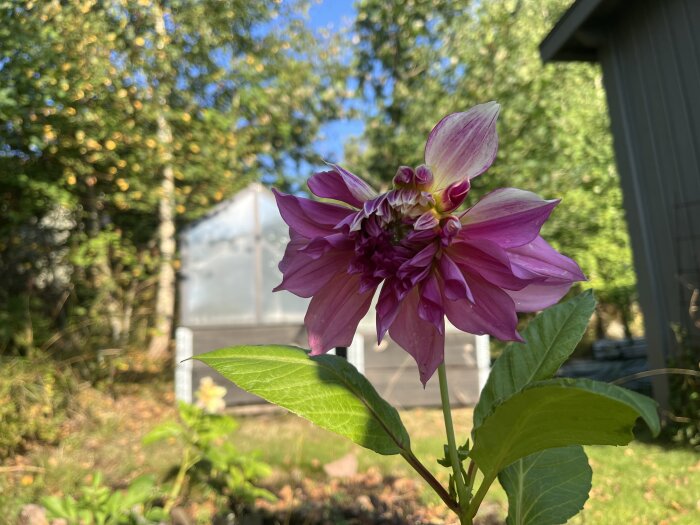 Lila dahlia i förgrunden med suddig bakgrund av en trädgård och ett växthus.