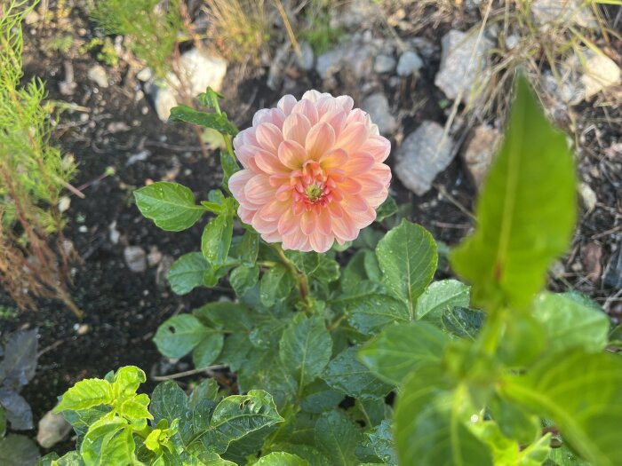 Ljusrosa dahliablomma med gröna blad i en trädgård. Både zinnia och rosenskära finns också på gång.