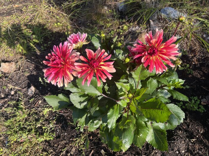 Dahlior med röda och rosa blomblad i trädgården, omgivna av gröna blad och mark.