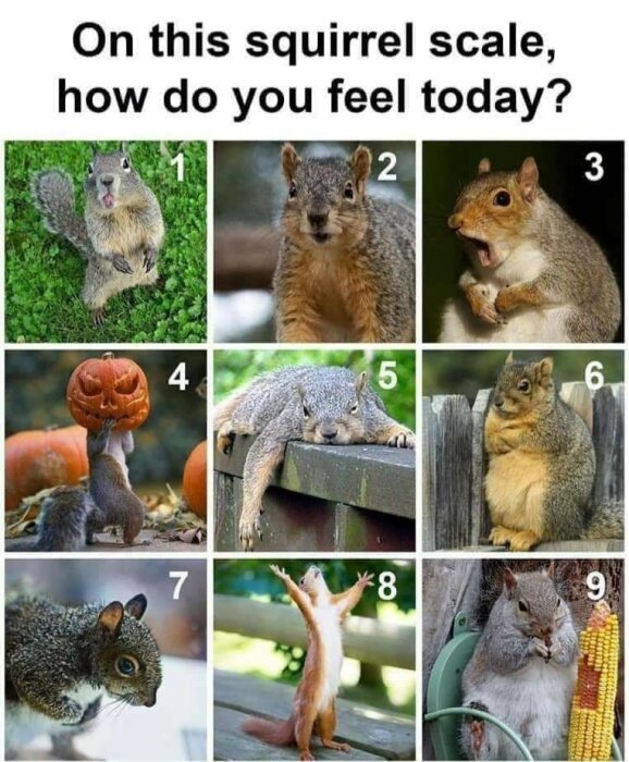 En skala med nio ekorrar i olika positioner och ansiktsuttryck, från överraskad till utmattad till glad, med texten "On this squirrel scale, how do you feel today?".