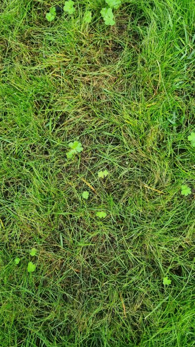 Fläckig och gles gräsmatta med vissnande fläckar och vissna blad, troligtvis på grund av övervattning.