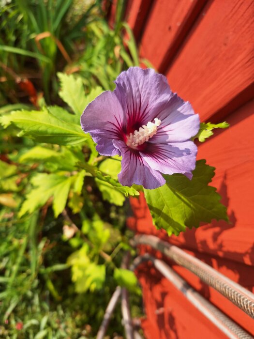 En utslagen lila hibiskusblomma med vita ståndare fotad framför en orange trävägg med gröna blad i bakgrunden.